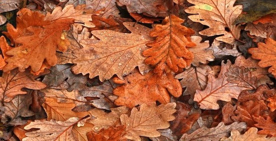 The value of fallen leaves in autumn